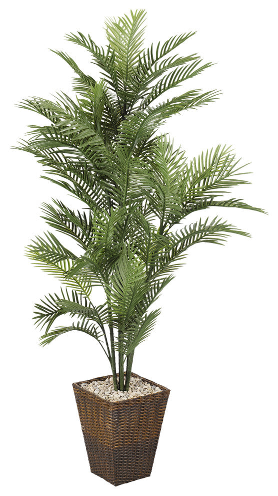 6'' Robellini Palm in Square Basket