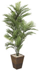 6' Robellini Palm in Square Basket