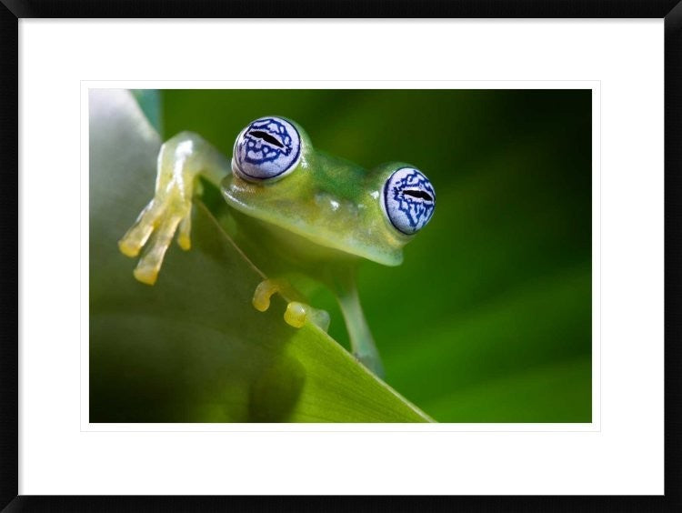 "Im a bit shy" Framed Digital Print by Ghizzi Panizza Alberto, 30x22"