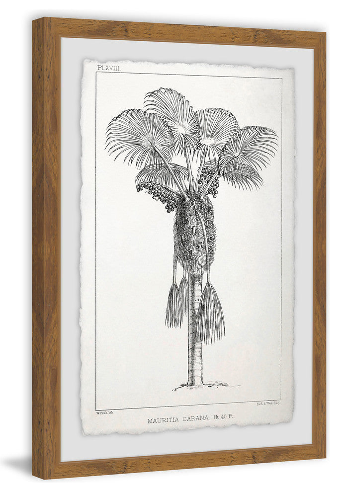"Palm Livistona" Framed Painting Print, 12"x18"