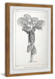 "Palm Livistona" Framed Painting Print, 12"x18"