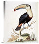 "Le Toucan" Stretched Canvas Giclee by George Edwards, 17"x22"