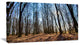 Dark Trees in Forest at Sunrise, Forest Canvas Art Print, 32"x16"