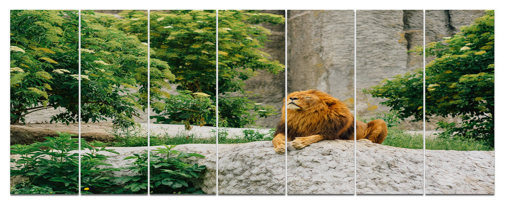 Big Lion Lying On Stones in Zoo, Landscape Canvas Art Print, 83"x32", 7 Panels