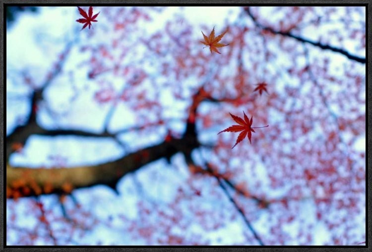 "Heirinji" Framed Canvas Giclee by Kouji Tomihisa, 23x16"