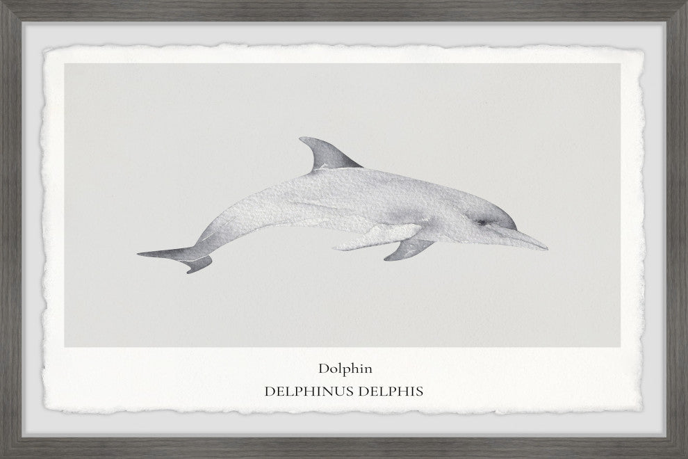 "Delphinus Delphis" Framed Painting Print, 12x8