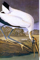 John James Audubon American Stork, 18"x27" Gallery Wrapped Canvas Print