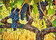 Shaded On The Vine, Giclee Reproduction Artwork