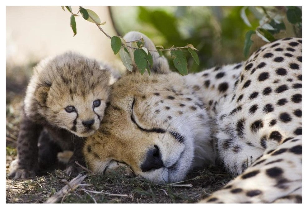 "Cheetah mother and seven day old cub, Maasai Mara Reserve" Paper Art, 62"x42"