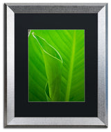 PIPA Fine Art 'Leaves Canna Lily' Matted Framed Art, 20x16