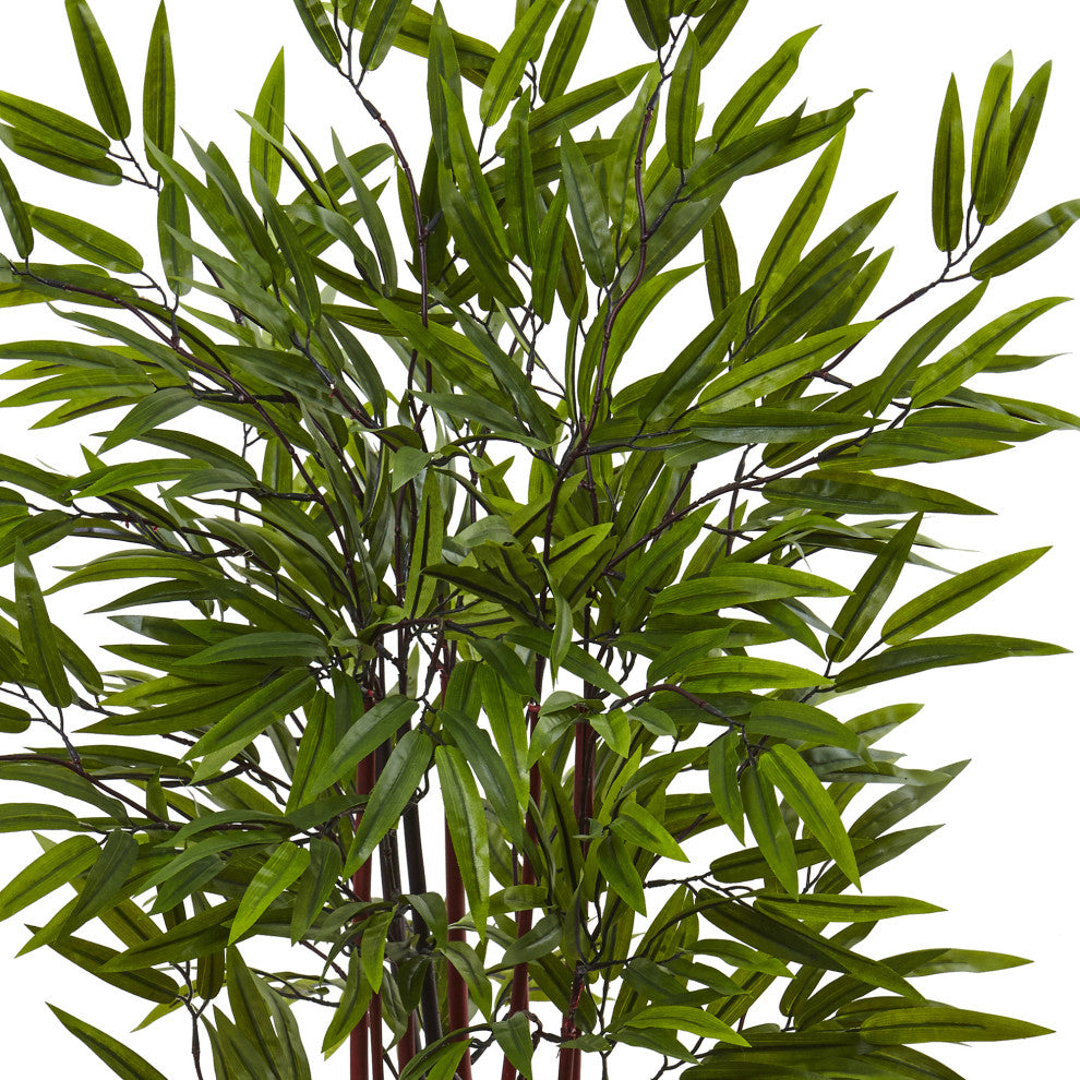 Close-up of foliage on white background, cropped view focusing on leaves and stems.
