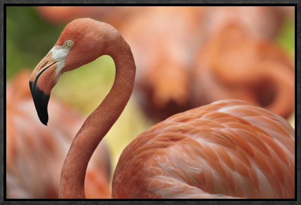 "Greater Flamingo, Jurong Bird Park, Singapore"  by Tim Fitzharris, 19x13"