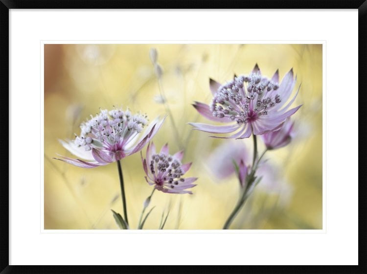 "Astrantia Major" Framed Digital Print by Mandy Disher, 32x24"