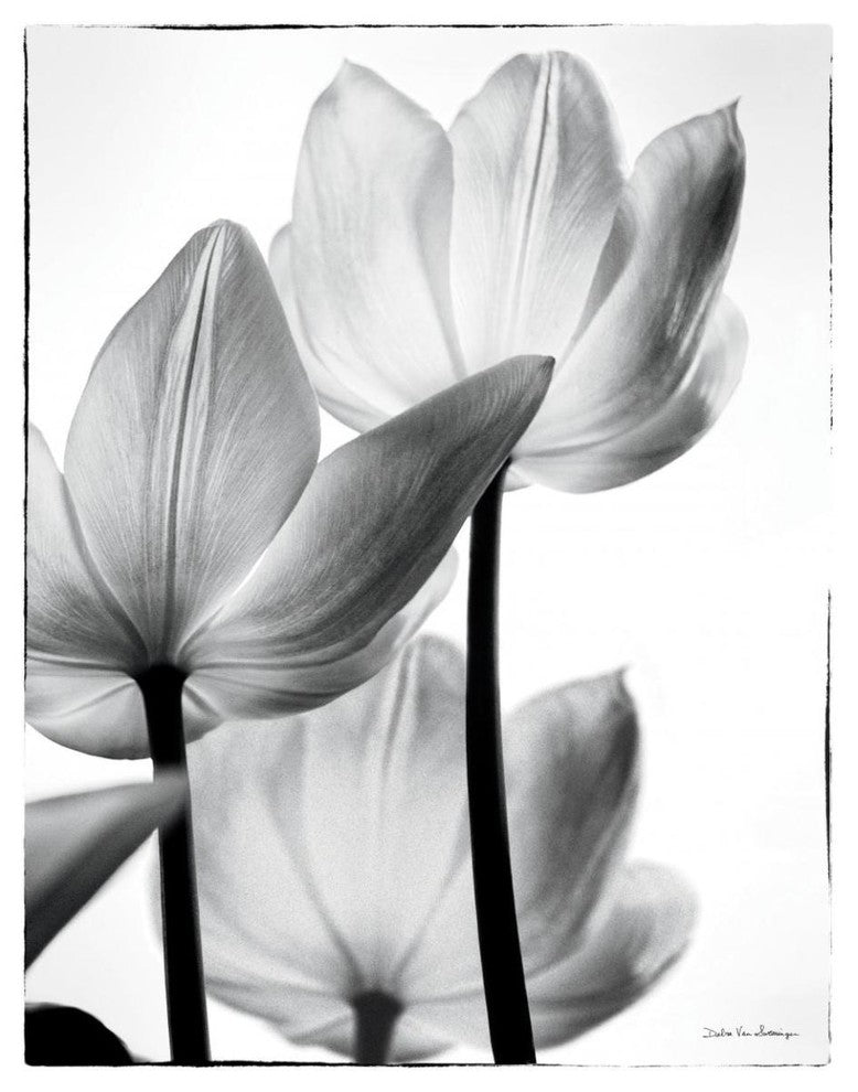 "Translucent Tulips III" Digital Paper Print by Debra Van Swearingen, 38"x50"