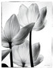 "Translucent Tulips III" Digital Paper Print by Debra Van Swearingen, 38"x50"