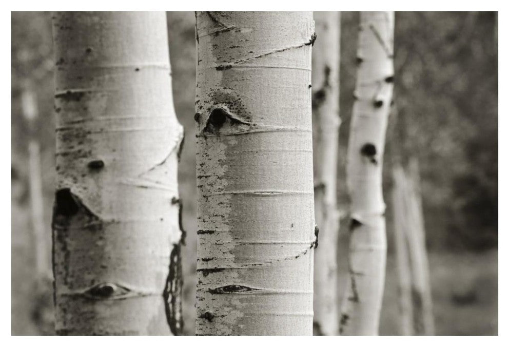 "Aspens III" Digital Paper Print by Debra Van Swearingen, 62"x42"