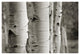 "Aspens III" Digital Paper Print by Debra Van Swearingen, 62"x42"
