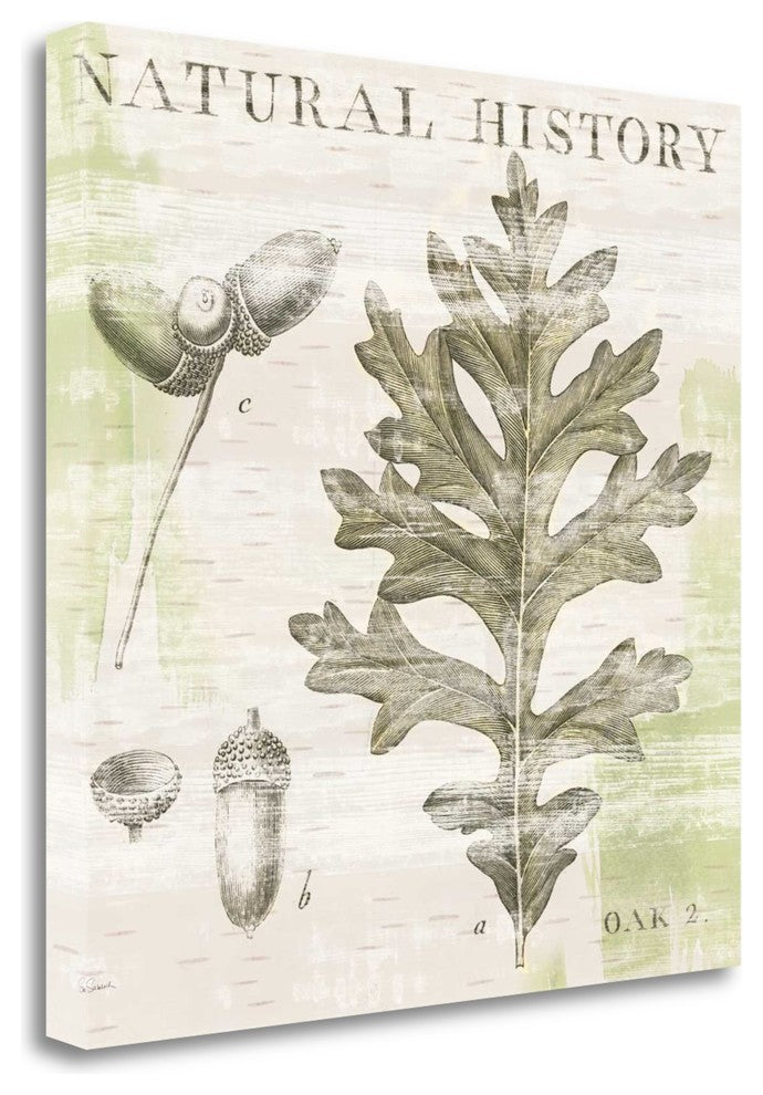 "Natural History Oak II" By Sue Schlabach, Giclee Print on Gallery Wrap Canvas