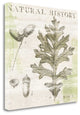 "Natural History Oak II" By Sue Schlabach, Giclee Print on Gallery Wrap Canvas