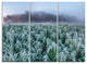 "Frozen Hemp Field in Autumn Morning" Metal Wall Art, 3 Panels, 36"x28"