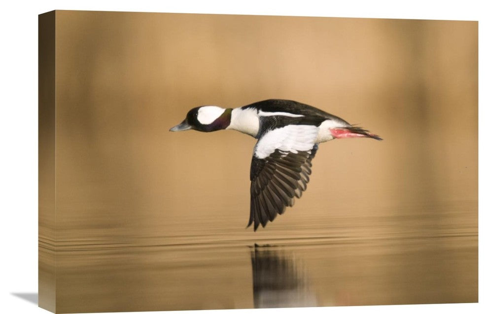 "Bufflehead Male Flying, Island Lake Recreation Area, Michigan" Artwork