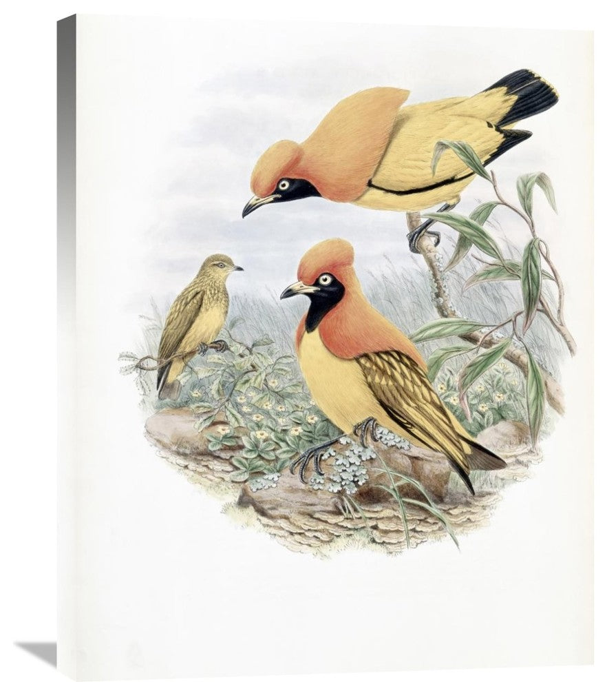 "Golden Bird of Paradise" Stretched Canvas Giclee by John Gould, 24"x30"