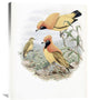 "Golden Bird of Paradise" Stretched Canvas Giclee by John Gould, 24"x30"
