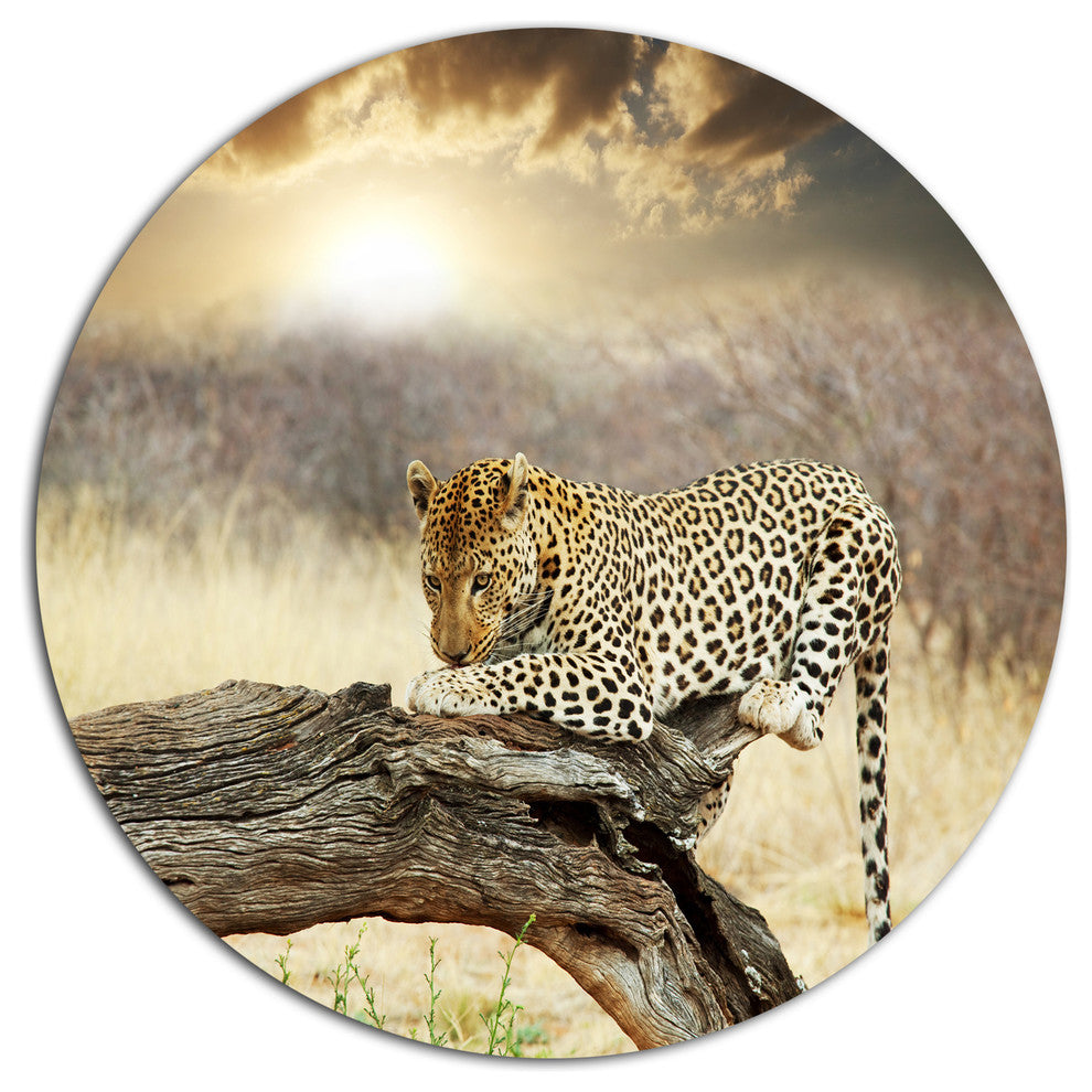 Leopard Relaxing On Tree, African Large Disc Metal Wall Art, 36"