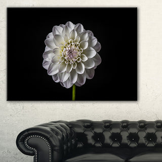 "Isolated Dahlia Flower in Black" Canvas Print, 32"x16"