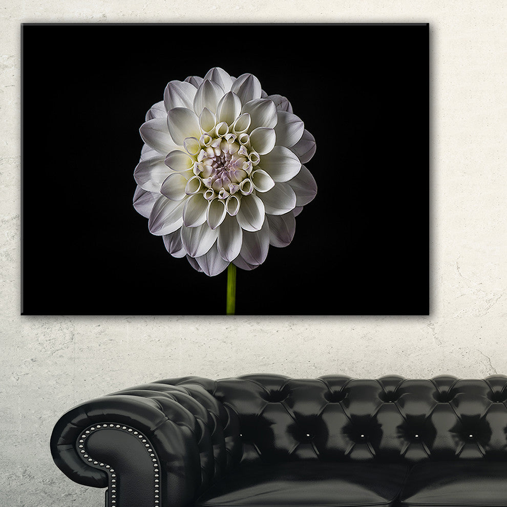 "Isolated Dahlia Flower in Black" Canvas Print, 32"x16"