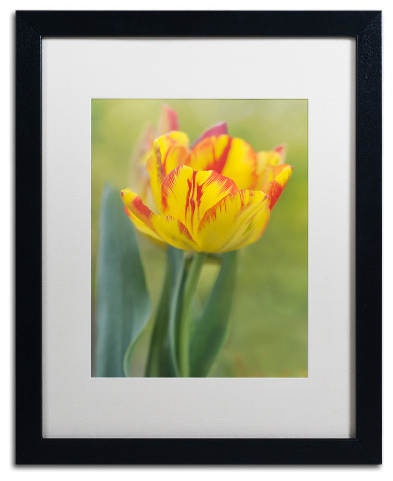 Cora Niele 'Rembrandt Tulip' Matted Framed Art