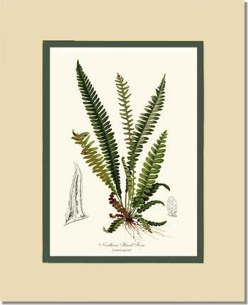 Vintage Botanical Fern Art : Northern Hard Fern