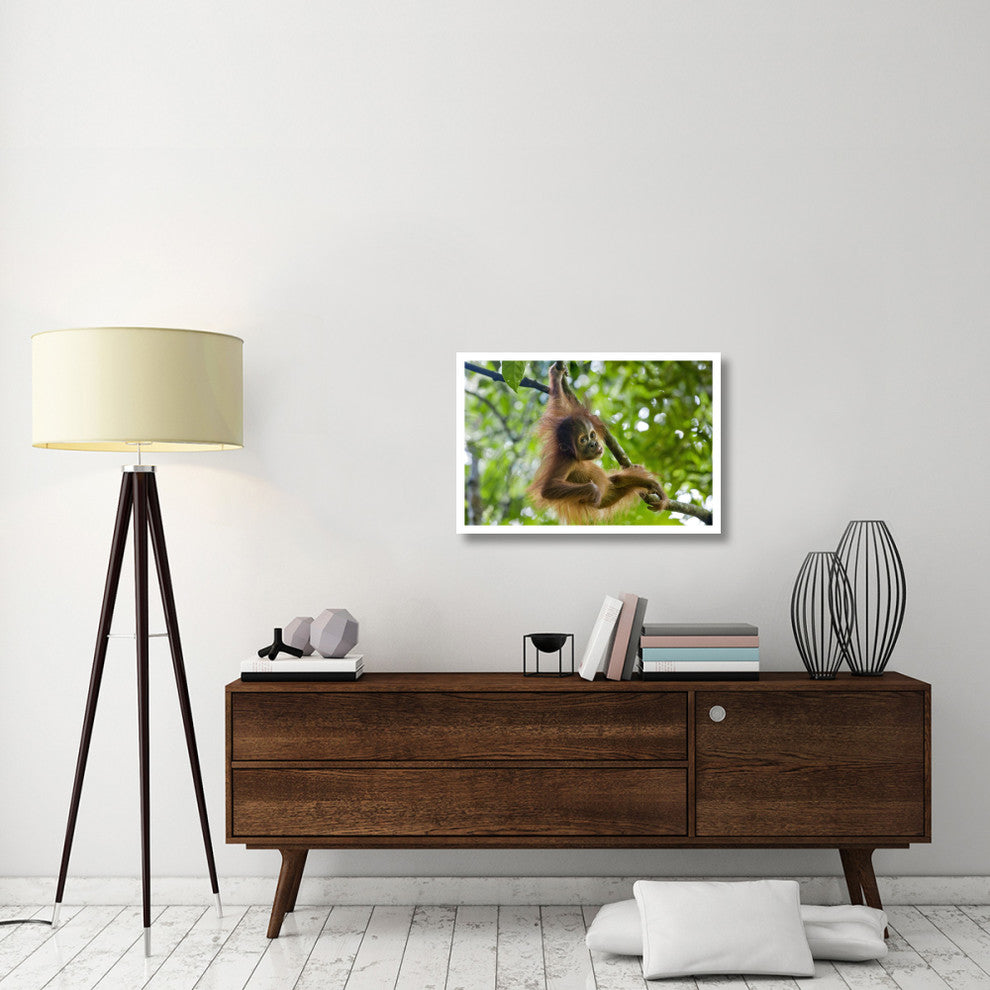"Sumatran Orangutan baby playing in tree, north Sumatra" Paper Art, 32"x22"