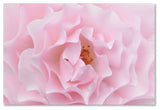 Cora Niele 'Rose Pink Rose' Canvas Art