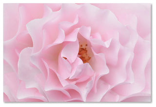 Cora Niele 'Rose Pink Rose' Canvas Art