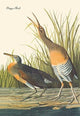 Clapper Rail - Gallery Wrapped Canvas Art 28" x 42"