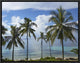 Coconut Palm Trees, Bikini Beach, Panglao Island, Philippines, 16"x12"