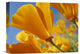 "California Poppy Flowers, Antelope Valley, California" Artwork, 16" x 12"