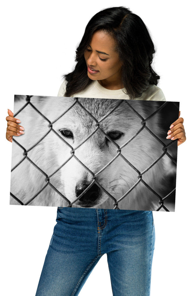 Dreams of Freedom Black & White Wildlife Photo (Wolf) Unframed Wall Art Print, 12" X 18"