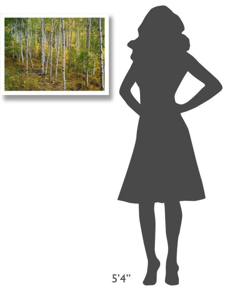 "Aspen forest, Colorado" Digital Paper Print by Tim Fitzharris, 26"x20"