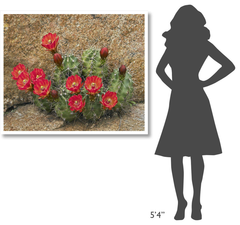 "Claret Cup Cactus flowering, Utah" Print by Tim Fitzharris, 46"x39"