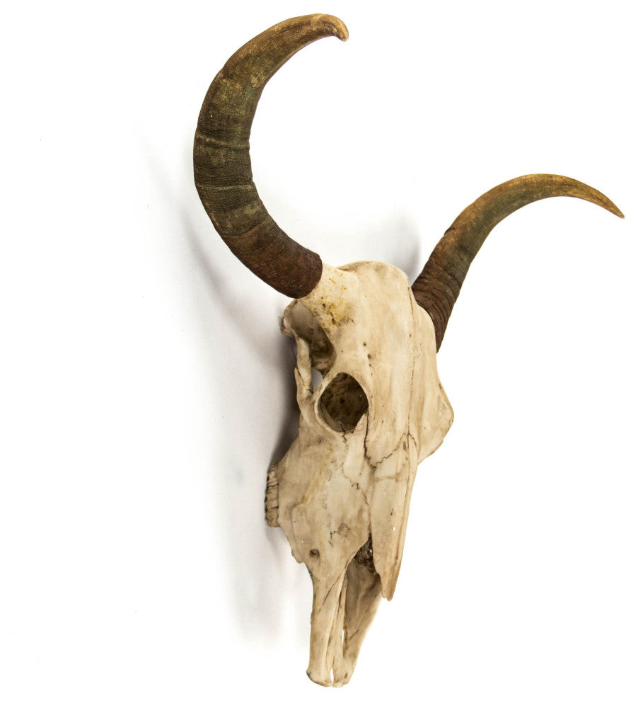 Bull Skull Wall Decor