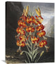 "The Superb Lily" Stretched Canvas Giclee by Robert John Thornton, 24"x30"