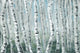 "Skinny Tree Trunks II" Painting Print on Wrapped Canvas, 60"x40"