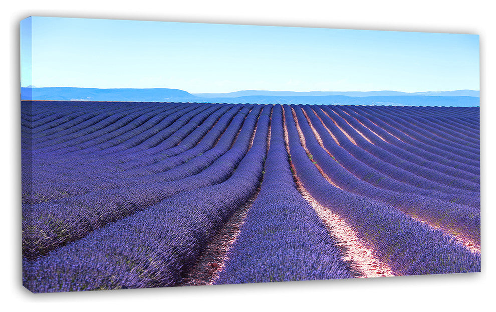 Endless Rows of Lavender Flowers, Floral Canvas Art print, 32"x16"