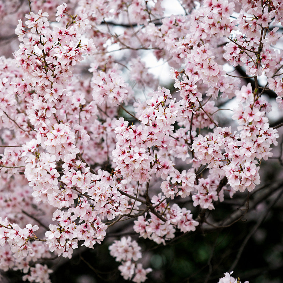 "Sakura" Paper, 48"x24"