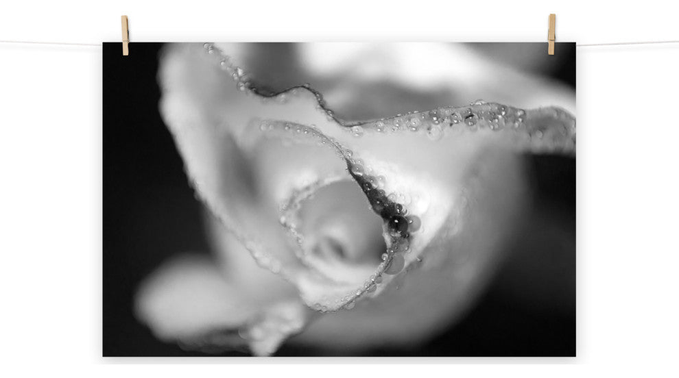 Infrared Rose Nature Photography, Floral Unframed Wall Art Print, 11" X 14"