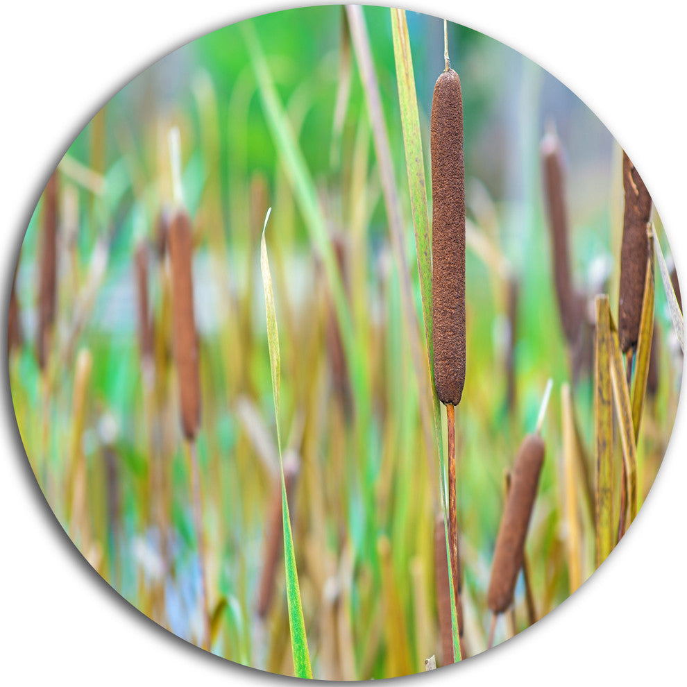 The Reeds, Landscape Photography Large Disc Metal Wall Art, 36"
