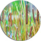 The Reeds, Landscape Photography Large Disc Metal Wall Art, 36"