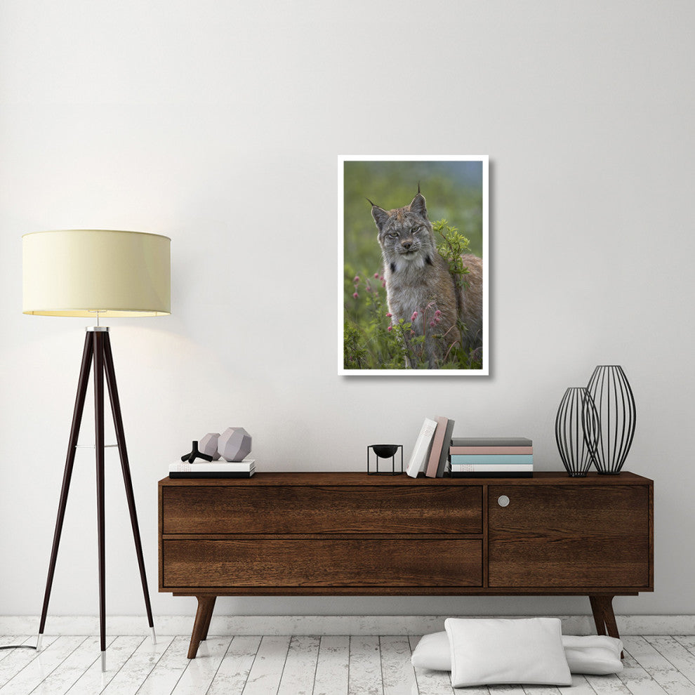 "Canada Lynx portrait, North America" Paper Print by Tim Fitzharris, 26"x38"